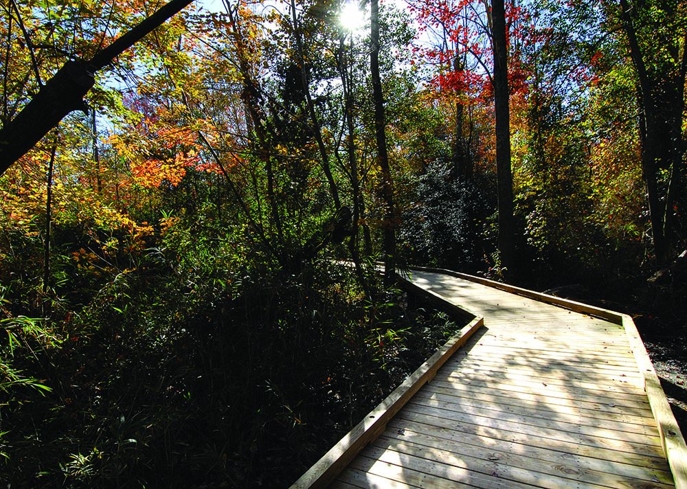 floating walkway with fall foliage in dismal swamp state park